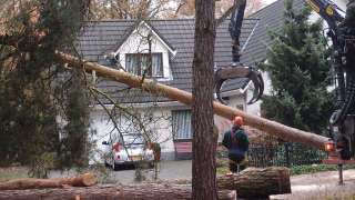Bomen rooien Eindhoven verwijderen van bomen en stronken frezen 